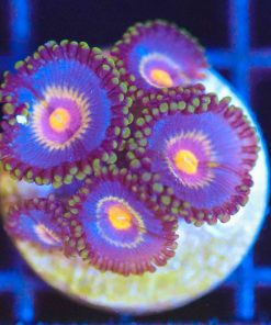Wysiwyg Zoa Frag [F138]