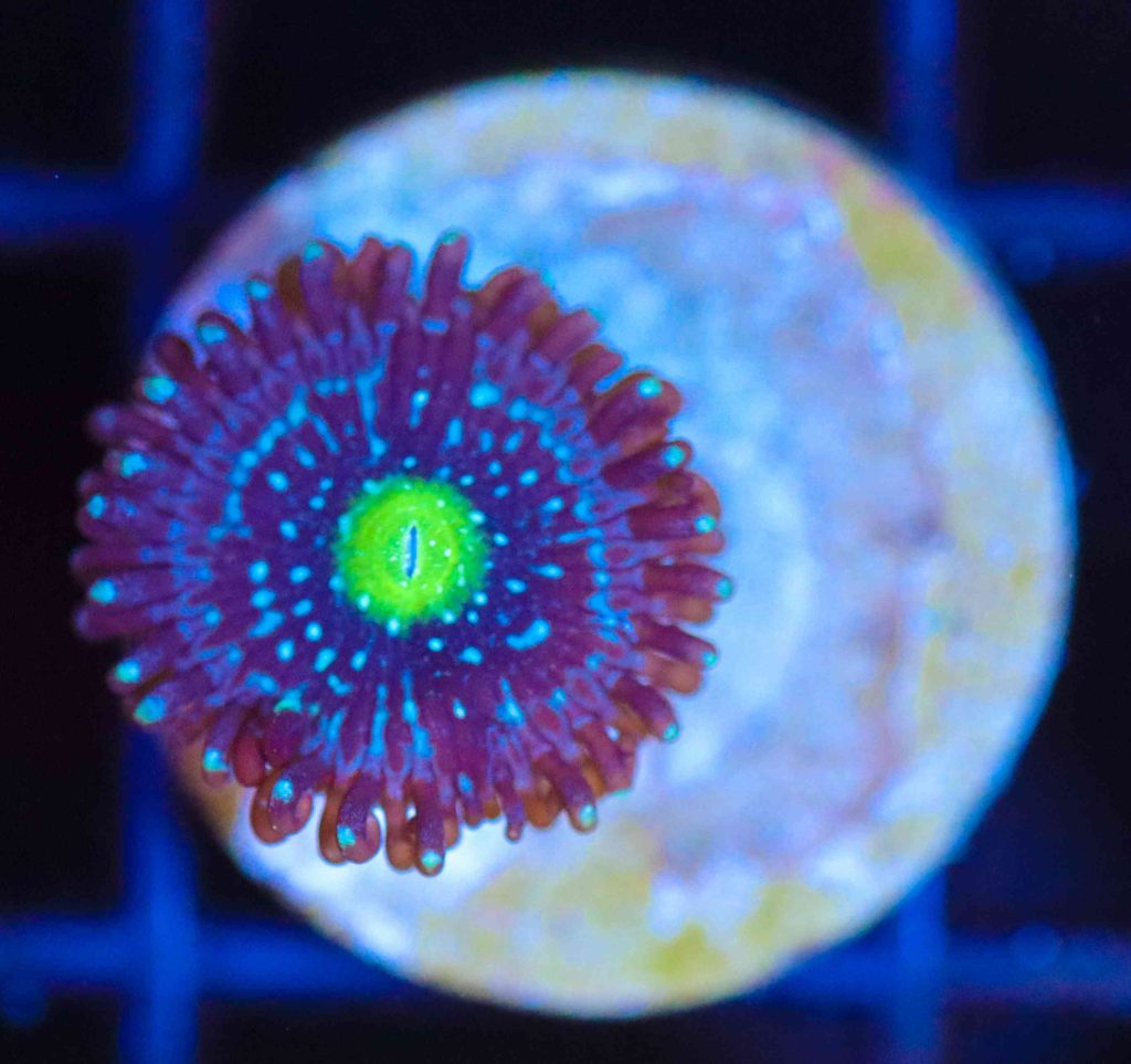Frag Box Corals