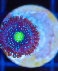 Wysiwyg Blue Lagoon Zoa Frag  [F139]
