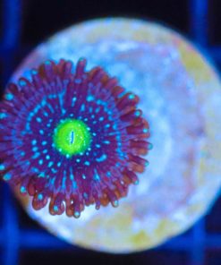 Wysiwyg Blue Lagoon Zoa Frag  [F139]