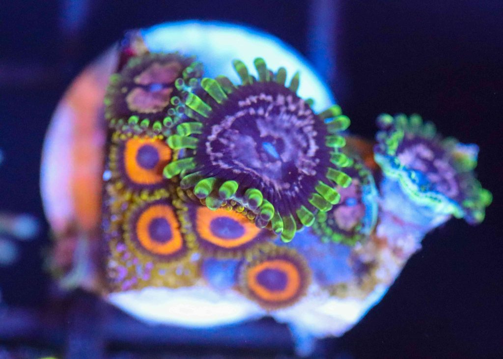 Frag Box Corals