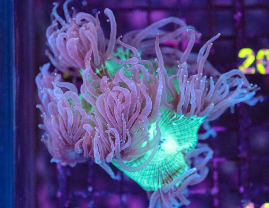 Frag Box Corals