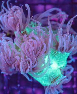 Wysiwyg Elegance Coral (C9)