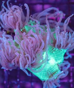 Wysiwyg Elegance Coral (C9)