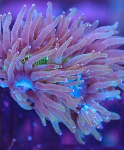 WYSIWYG Elegance Coral (C10)