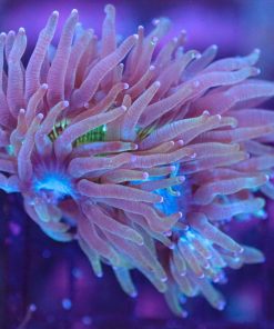 WYSIWYG Elegance Coral (C10) *Free shipping no minimum spend*