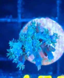 Wysiwyg  Blue Horrida Acro Frag [F155] **RARE**
