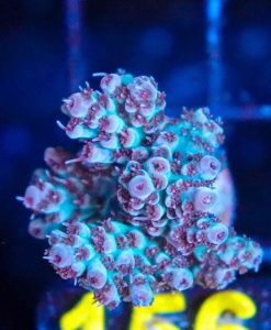 Wysiwyg Sabertooth Acropora Frag [F156]