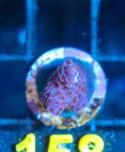 Wysiwyg Acropora Frag [F158]