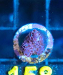 Wysiwyg Acropora Frag [F158]