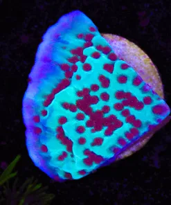 Jedi Mind Trick Montipora Frag