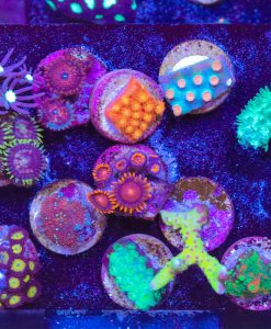 Wysiwyg 14 Piece Easy Coral Frag Pack (Fp3) *only one frag per order* PICK UP ONLY SORRY