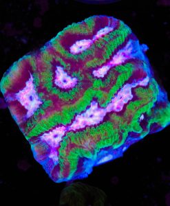 Pink Forest Maze Brain Coral Frag (Row #26:B)