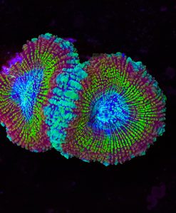 Golden Hour Acan Frag (Row #57:B)