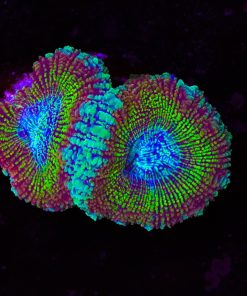 Golden Hour Acan Frag (Row #57:B)