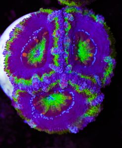Warcraft Acan Frag (Row #61:B)