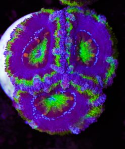 Warcraft Acan Frag (Row #61:B)