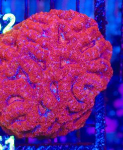Wysiwyg Large Australian Acan Coral Colony (C151)