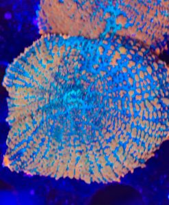 Large Blue Orange Mushroom Coral Frag (Row #94) Rhodactis Mushroom