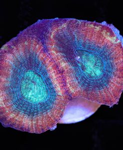 Pink Starry Night Goniastrea Frag