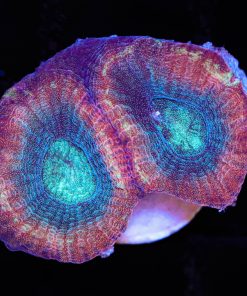 Pink Starry Night Goniastrea Frag