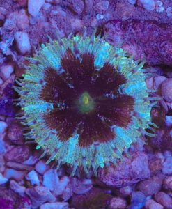 Tiny Max Mini Carpet Anemone *Nickle / Dime Sized* White / Green Variety