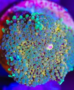 Wysiwyg Ricordea Mushroom Frag [F35]