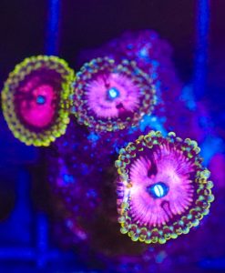 Wysiwyg Pink Diamond Zoa Frag  [F58]