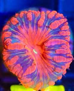 Wysiwyg Blastomussa 'Diablo' Frag [F75]