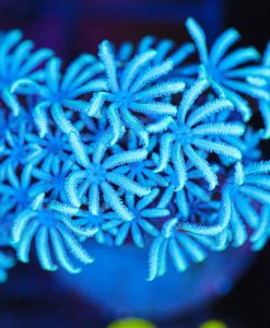 Wysiwyg Skyblue Pipe Organ Coral [F84]