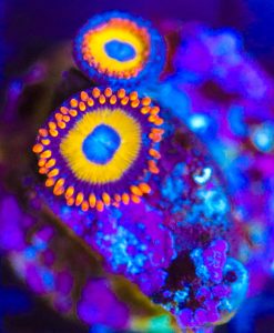 Wysiwyg Blue Eyed Blonde Zoa Frag [F79]