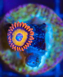 Wysiwyg Blue Eyed Blonde Zoa Frag [F80]