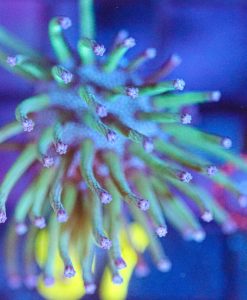 Wysiwyg Okinawa Toadstool Leather Frag [F97]