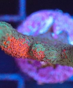 Wysiwyg Grafted Montipora Digitata Frag [F102]