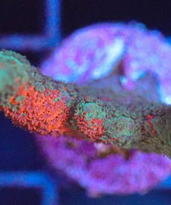 Wysiwyg Grafted Montipora Digitata Frag [F102]