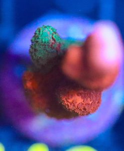 Wysiwyg  Grafted Montipora Digitata Frag  [F119]