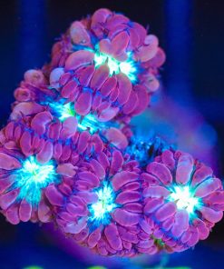 Wysiwyg Blastomussa Merletti Frag [F115]