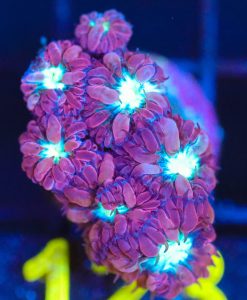 Wysiwyg Blastomussa Merletti Frag [F123]