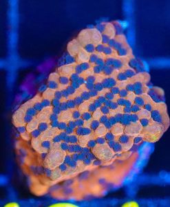 Wysiwyg Molten Lava Montipora Frag [F124]