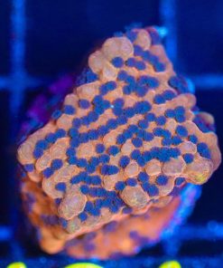 Wysiwyg Molten Lava Montipora Frag [F124]