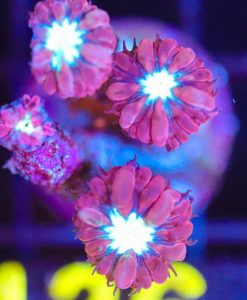 Wysiwyg Blastomussa Merletti Frag  [F136]