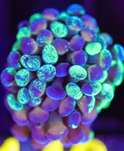 Wysiwyg Splattered Hammer Frag [F142]