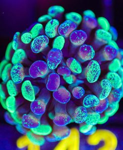 Wysiwyg Splattered Hammer Frag [F143]