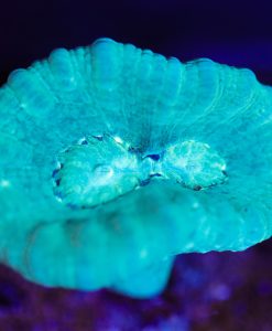 Wysiwyg Fat Head Trumpet Coral [F145]