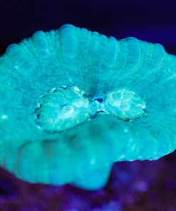 Wysiwyg Fat Head Trumpet Coral [F145]