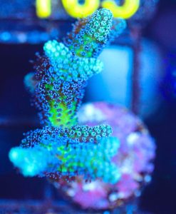 Wysiwyg Birds of Paradise Frag [F159]