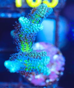 Wysiwyg Birds of Paradise Frag [F159]