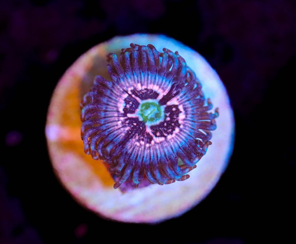 Frag Box Corals