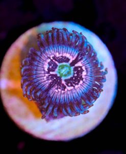 Wysiwyg Pink Constellation Zoa Frag [F33]