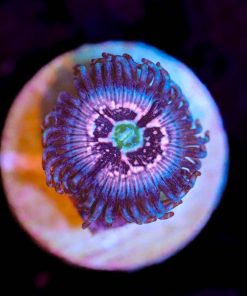Wysiwyg Pink Constellation Zoa Frag [F33]
